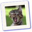 comique chat cousin de bruce lee (par j-f loverini)calvi corse rire.jpg